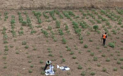 DRONE APPLICATION IN AERIAL SURVEY AND MAPPING: HOW GEOINFOTECH ENHANCED AGRICULTURAL SITE PLANNING IN OSEFA THROUGH GEOSPATIAL TECHNOLOGY